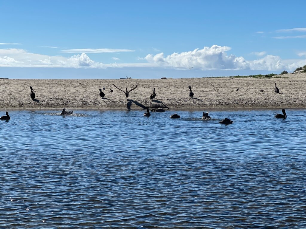 pelicans in watering hole at Cannon Beach Oregon